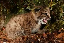 animals lynx baby animals 1600x1200 wallpaper Art HD Wallpaper